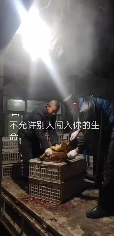 车上宰杀小公鸡看看这速度这效果