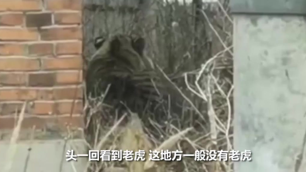 【70秒还原东北虎进村事件全程:拍碎车窗凶猛扑人麻醉醒后狂啸】近日,黑龙江鸡西密山一东北虎