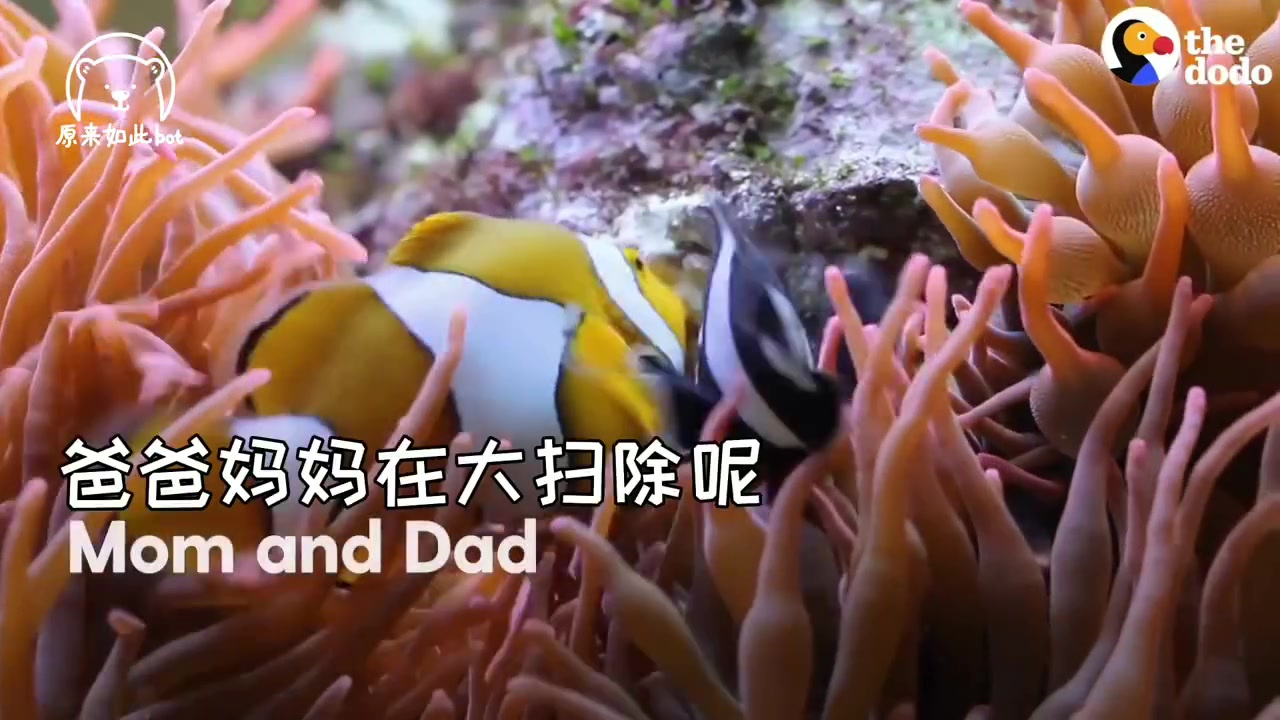 「原来小丑鱼能变性」小丑鱼只生男孩!所有刚出生的小丑鱼都是雄性的,但由于小丑鱼是雌性同体,