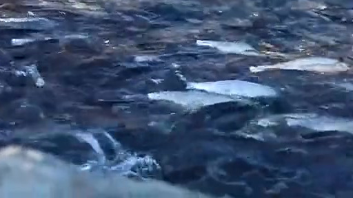 【生命奇迹![心]一起来看达里湖华子鱼生死洄游】达里湖位于内蒙古赤峰市贡格尔草原西南部,每