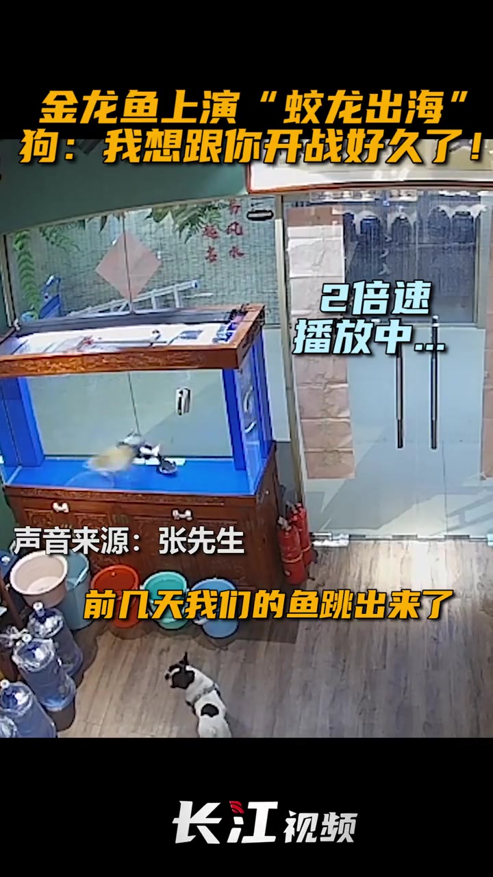 近日,石家庄张先生家的 金龙鱼 突然跃出鱼缸,家里的狗狗看到后一个劲儿的想要“比拼”一番!
