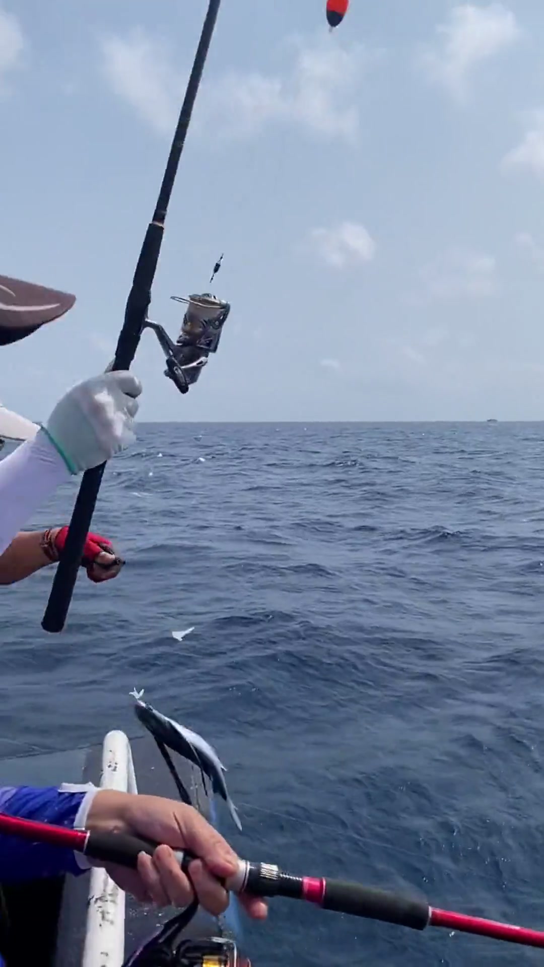 用鱿鱼片钓飞鱼,一条长着翅膀的鱼,是真的很好看你见过吗?