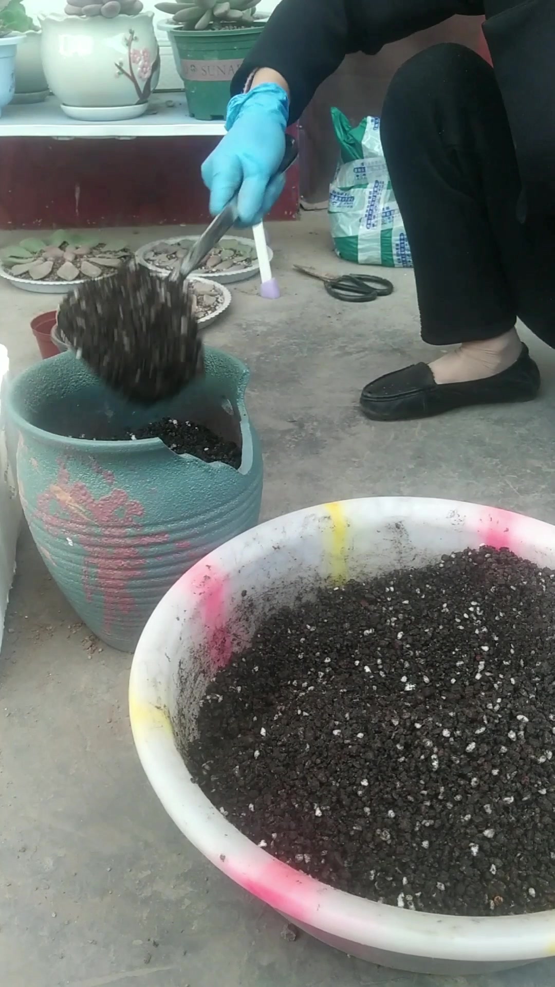 给露养的紫乐和初恋换盆的全过程,紫乐好皮实很好养