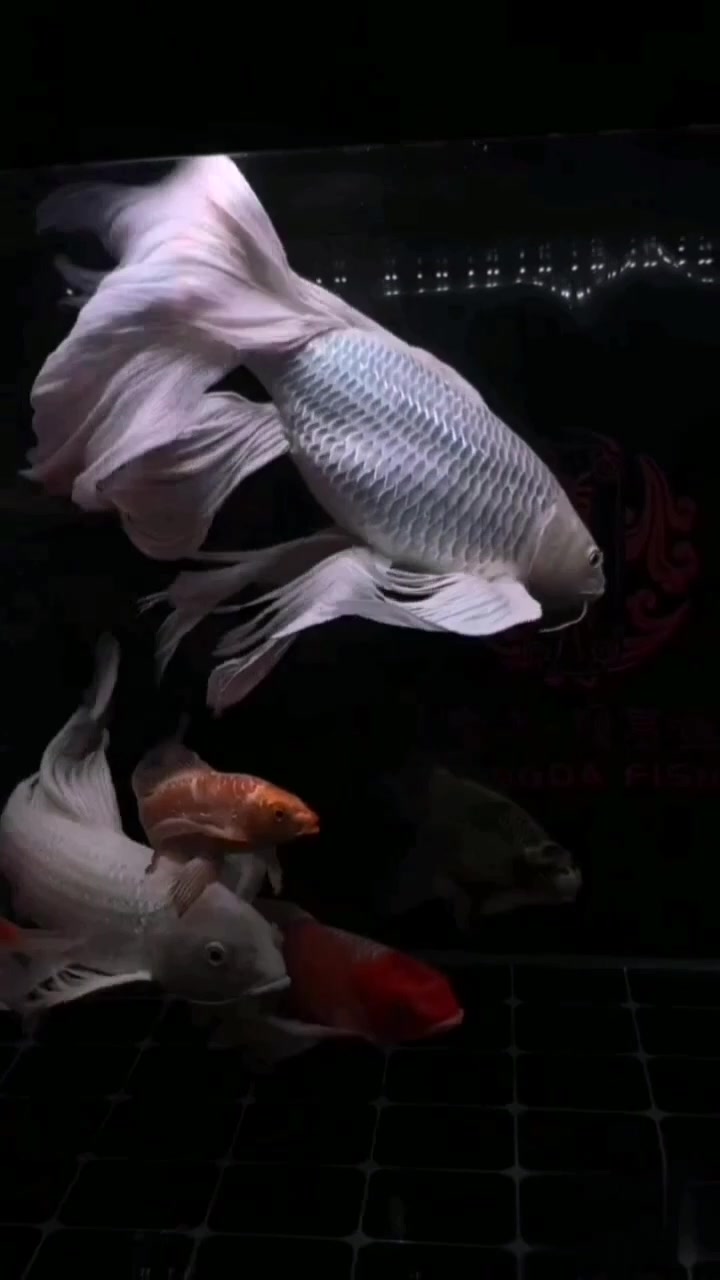 鸳鸯戏水彩鱼随,看着喜庆画面美。  年年有鱼福满门!