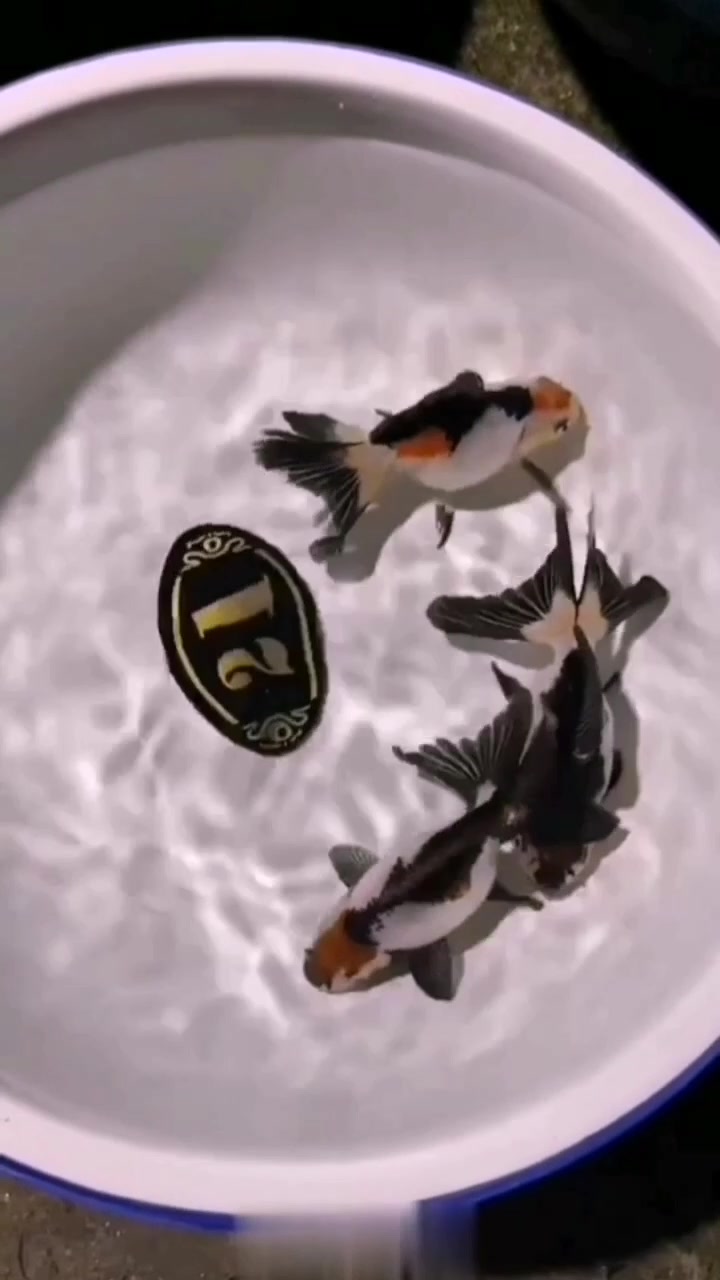 碧水池中,鱼儿游。些时在想,几时能像鱼儿自在游