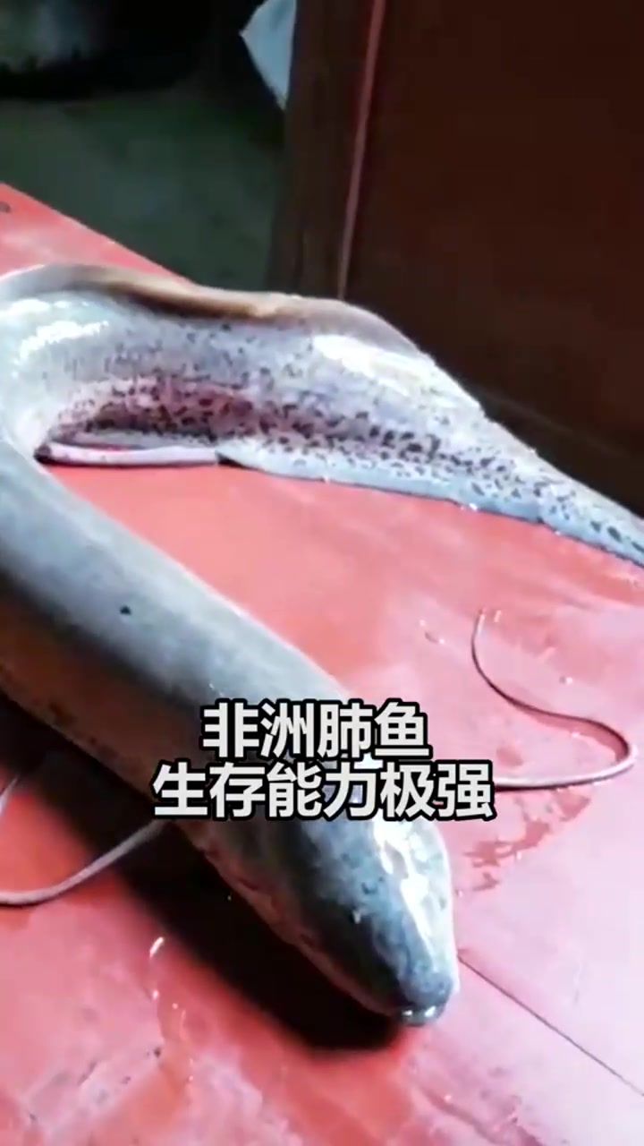 世界上最“顽强”的鱼,不吃不喝能活4年?