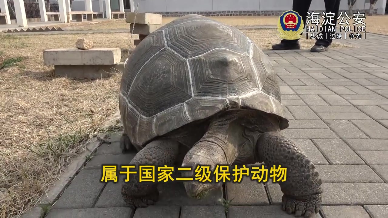 【你知道吗?买卖这些鹦鹉和乌龟会被刑拘! 】2021年3月24日,接举报线索后,海淀警方抓