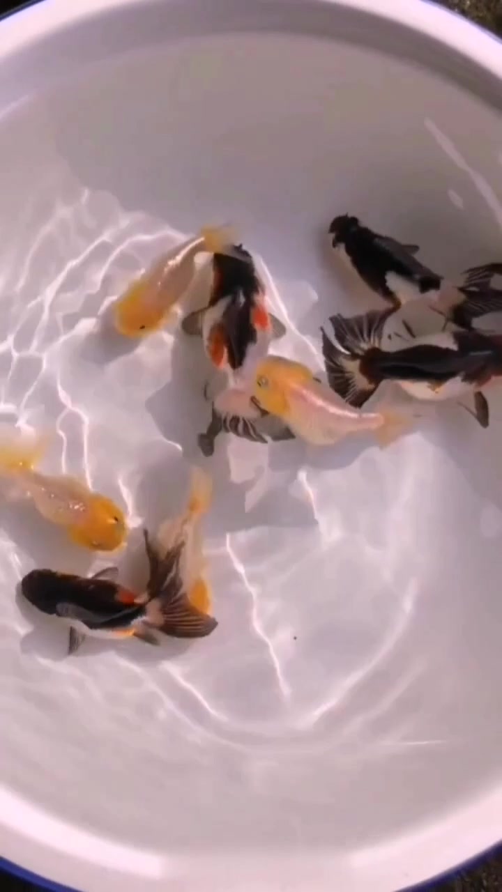 水天一色蔚蓝颜,条条金鱼戏水玩。