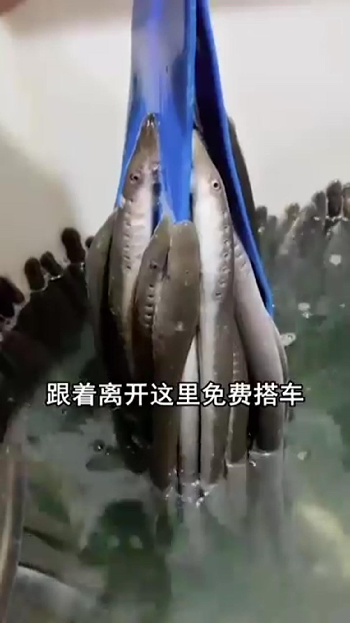 世上“最懒”的鱼,生活在大海中,却从来不用自己游!