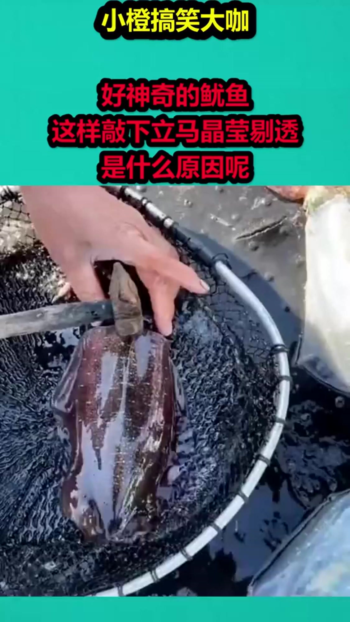 好神奇的鱿鱼,这样敲下立马晶莹剔透,是什么原因呢