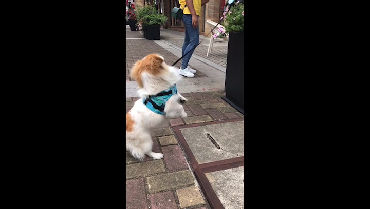 你见过这么开心的单身狗吗?