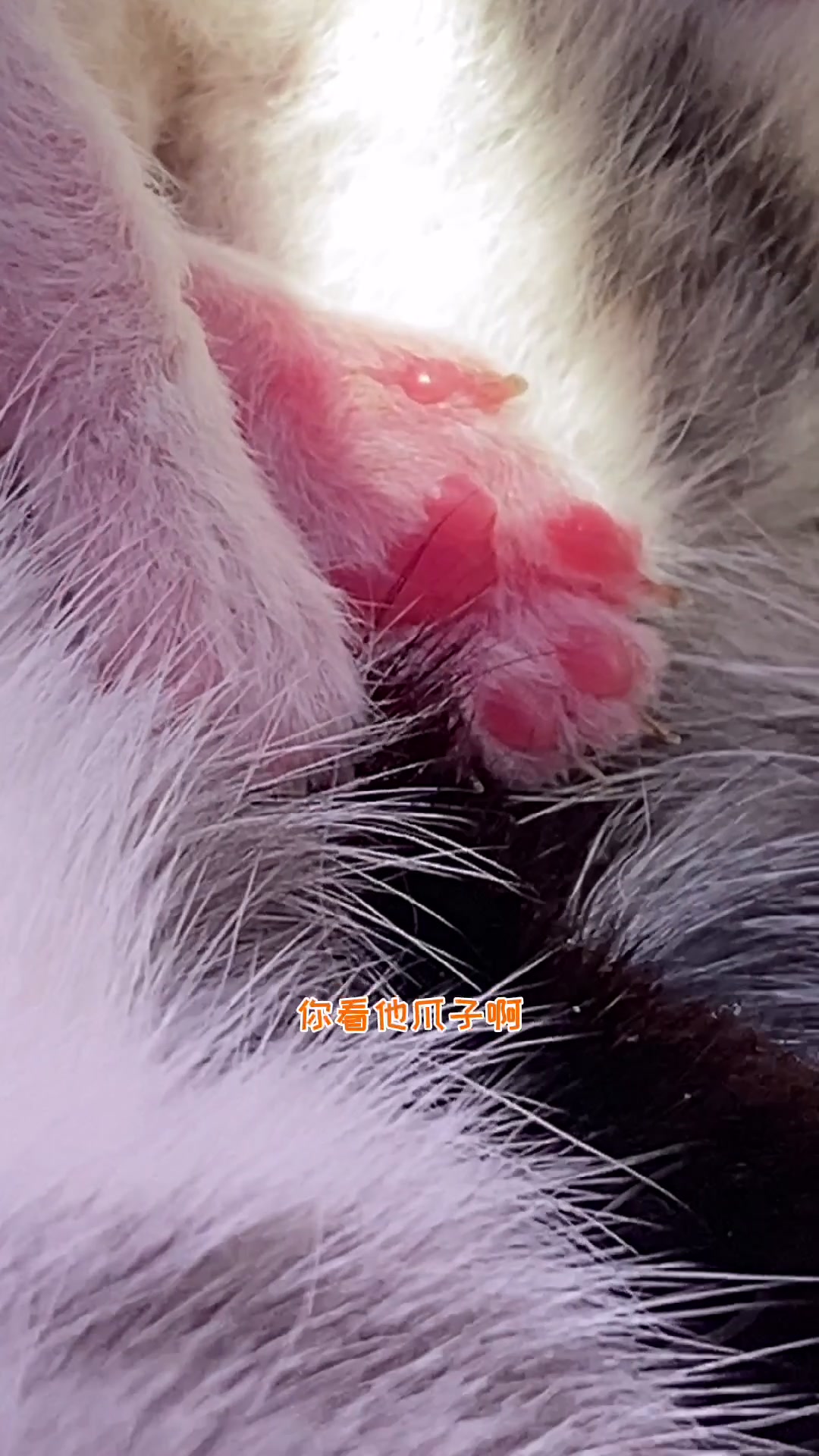 我家小院添新成员了