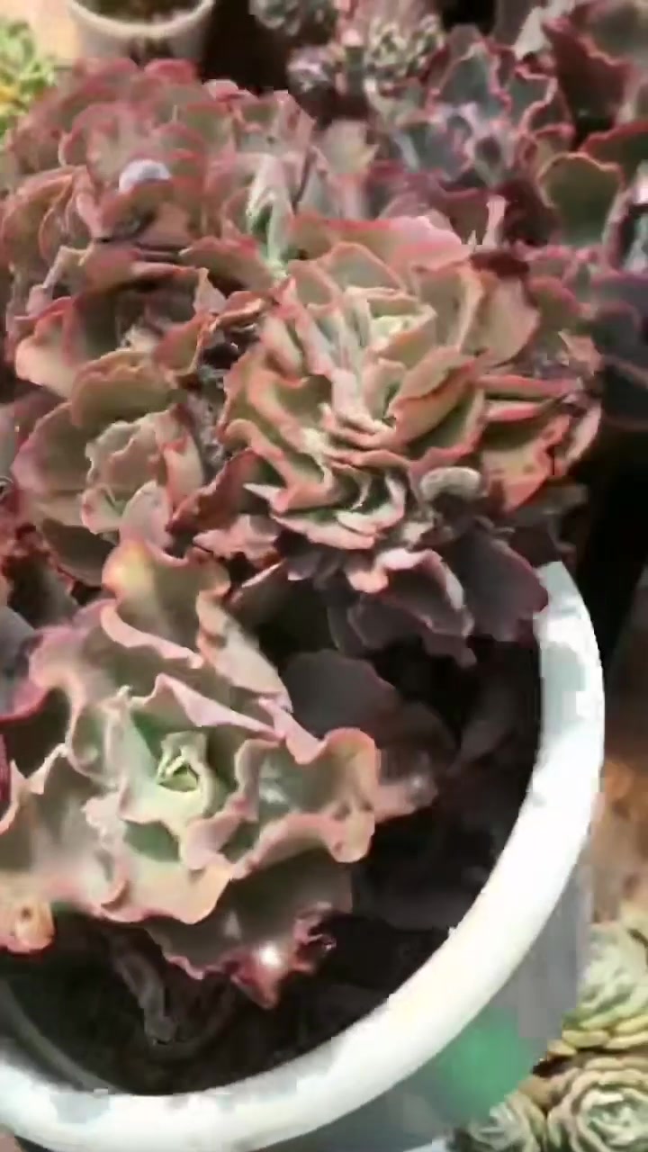 多肉中的精品缀化,緍纱缀化,青松缀化……