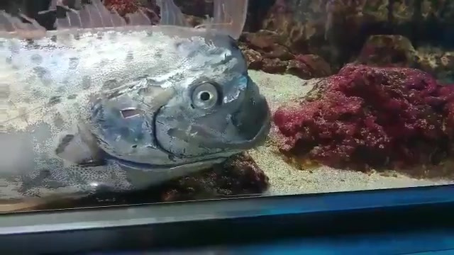 日本城崎水族馆中展示了《动物森友会》中大家耳熟能详的皇带鱼         #五一乐翻天#