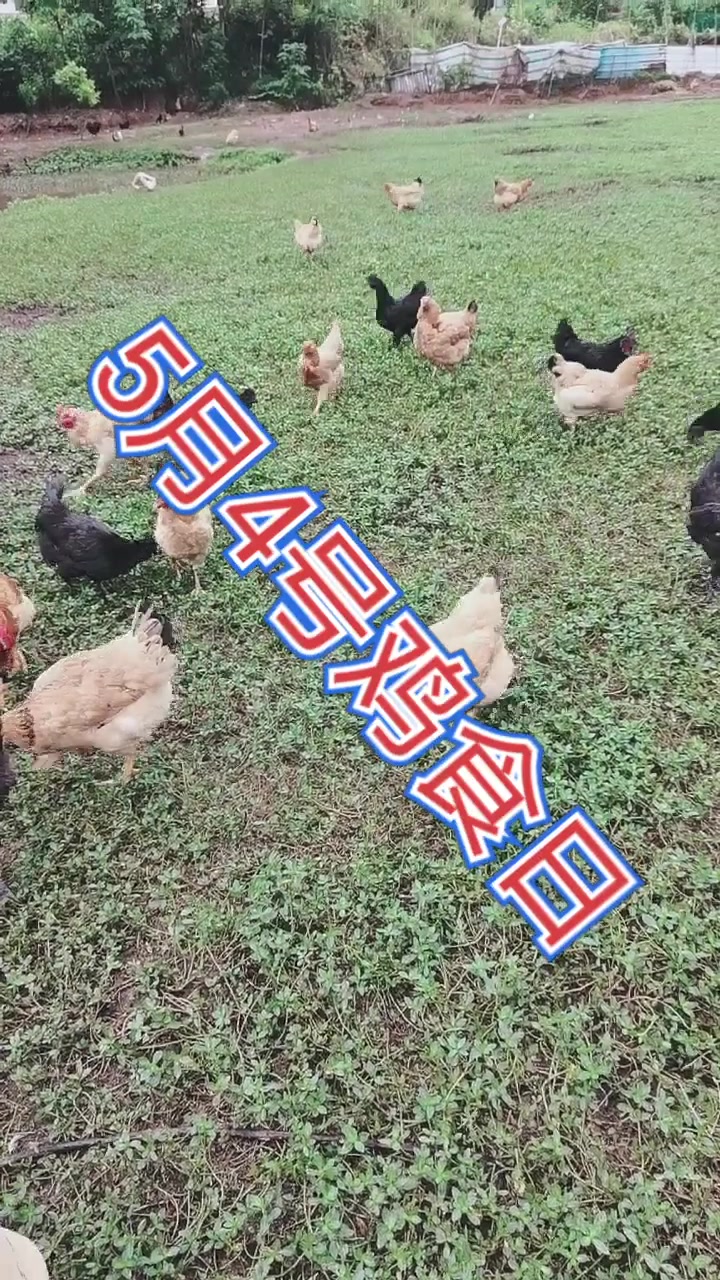 #5月4号鸡食日记#    这鸡跟人一样吃了肉也要吃叶子菜!