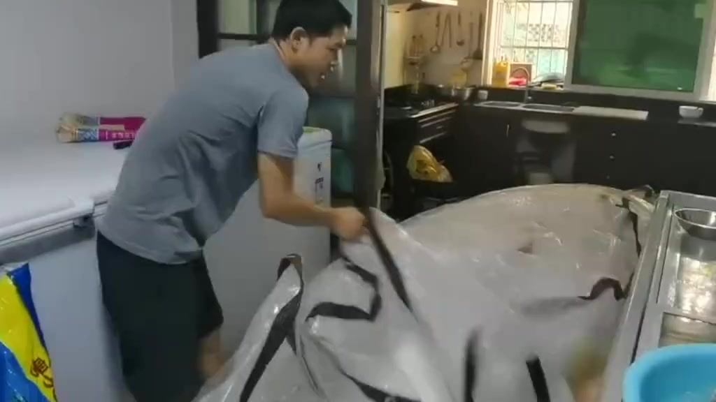 【渔民捕700斤金枪鱼卖出10万元】5月4日,海南的李先生在家里展示了收购的超大蓝鳍金枪鱼