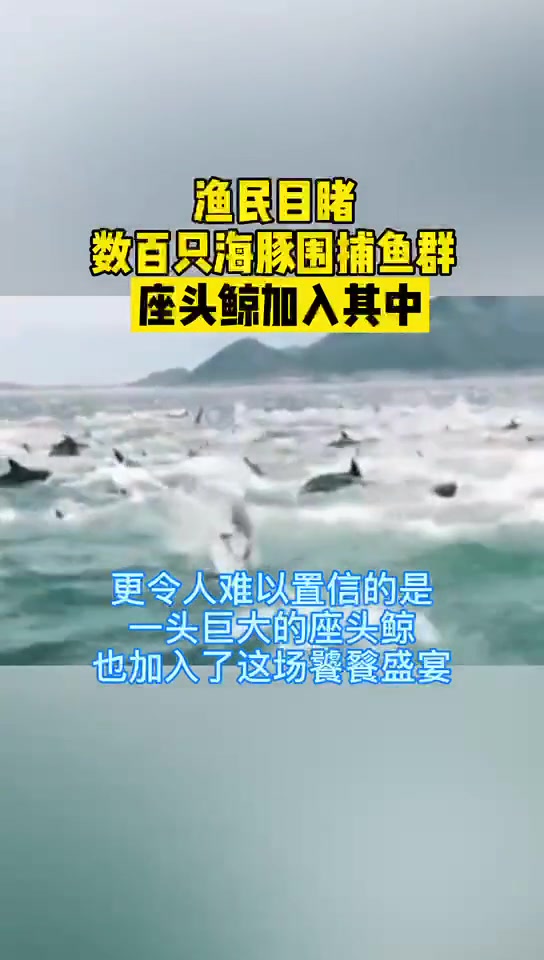 渔民目睹数百只海豚围捕鱼群!座头鲸加入其中 南非