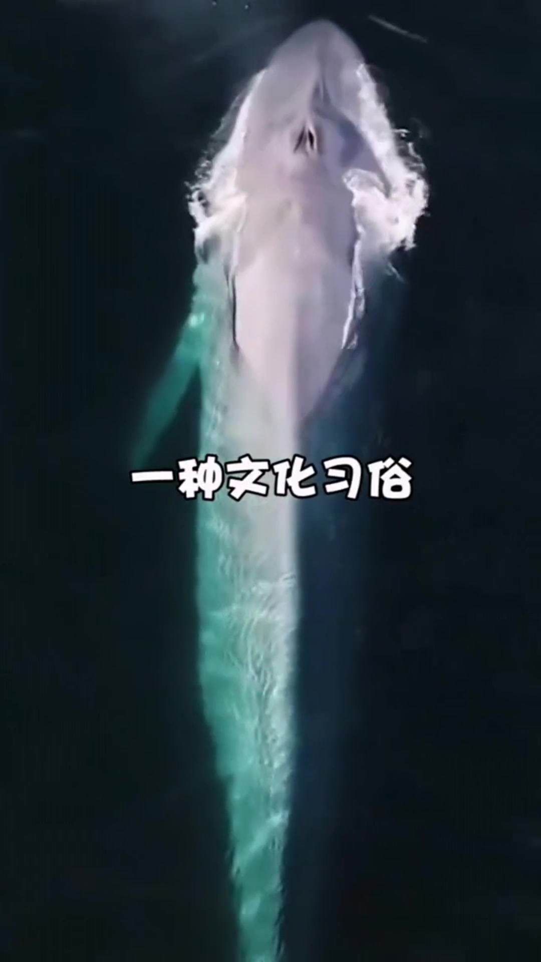日本宁愿倒贴也要捕杀鲸鱼,真的是为了吃肉吗?