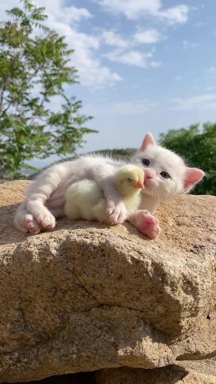这只猫的地位一看就不简单,把小鸡当成宠物,画风真是太萌了