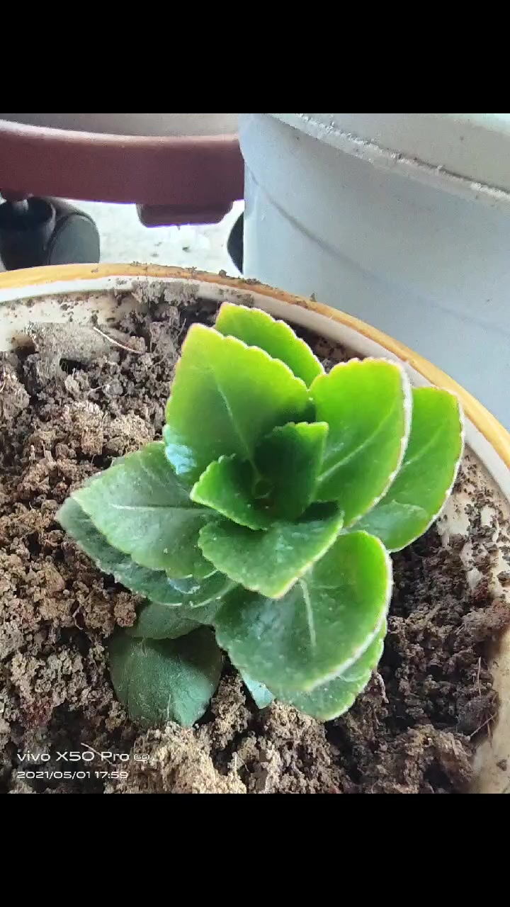 我的阳台小花,生长旺盛
