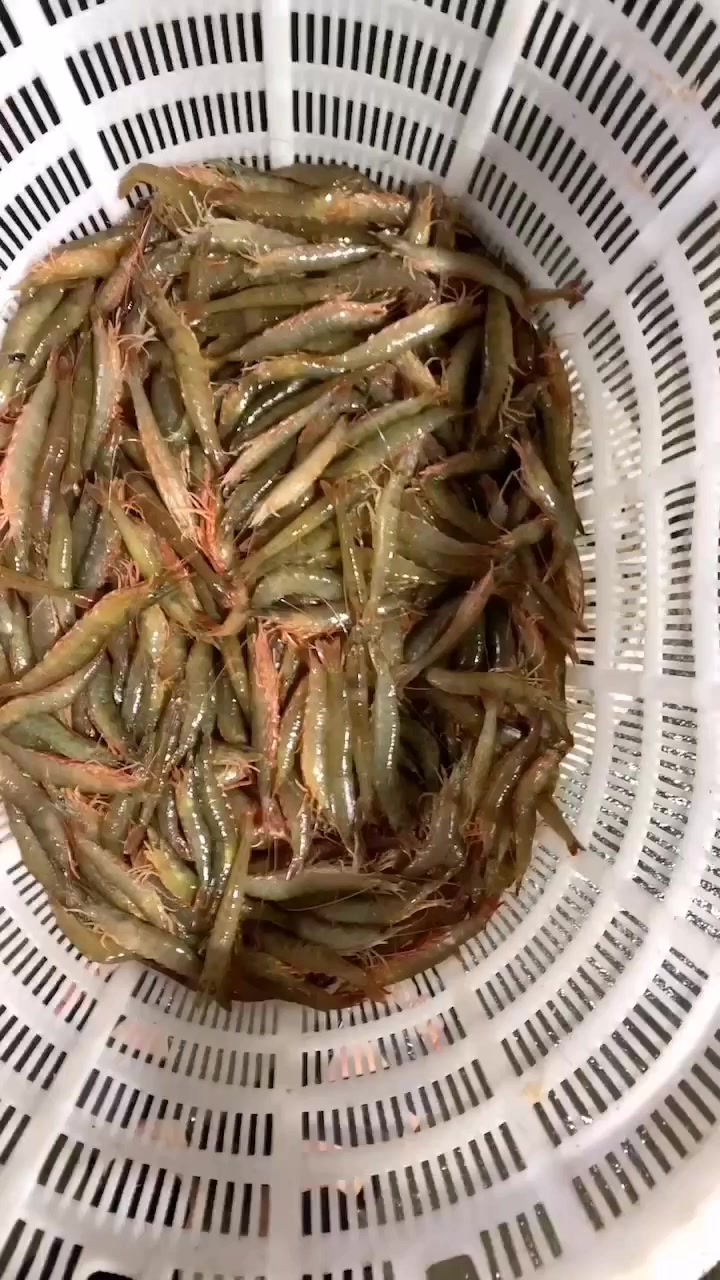 海捕沙鲁虾肉嫩甜,吃过会喜欢的,东山岛海鲜