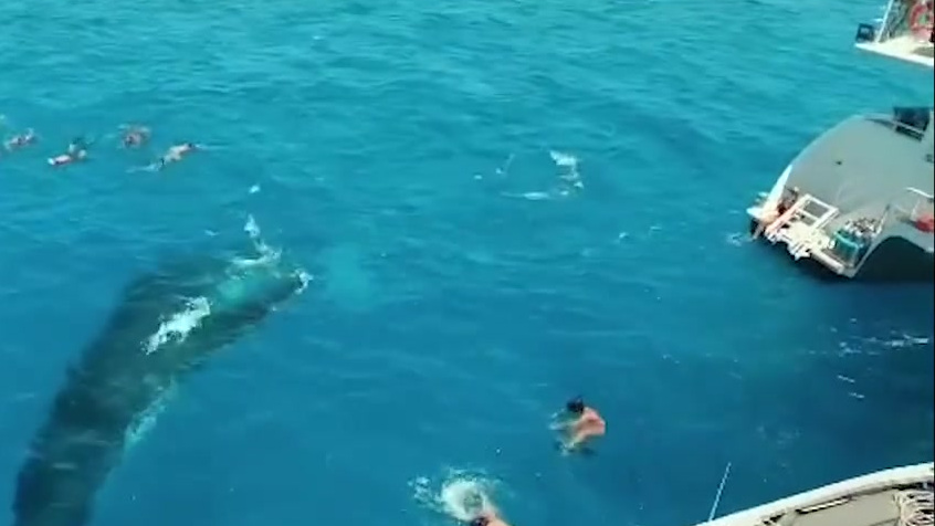 【壮观!澳大利亚两只座头鲸在浮潜者旁边嬉戏 表演翻身亮肚皮】据每日邮报5月5日报道,一段两