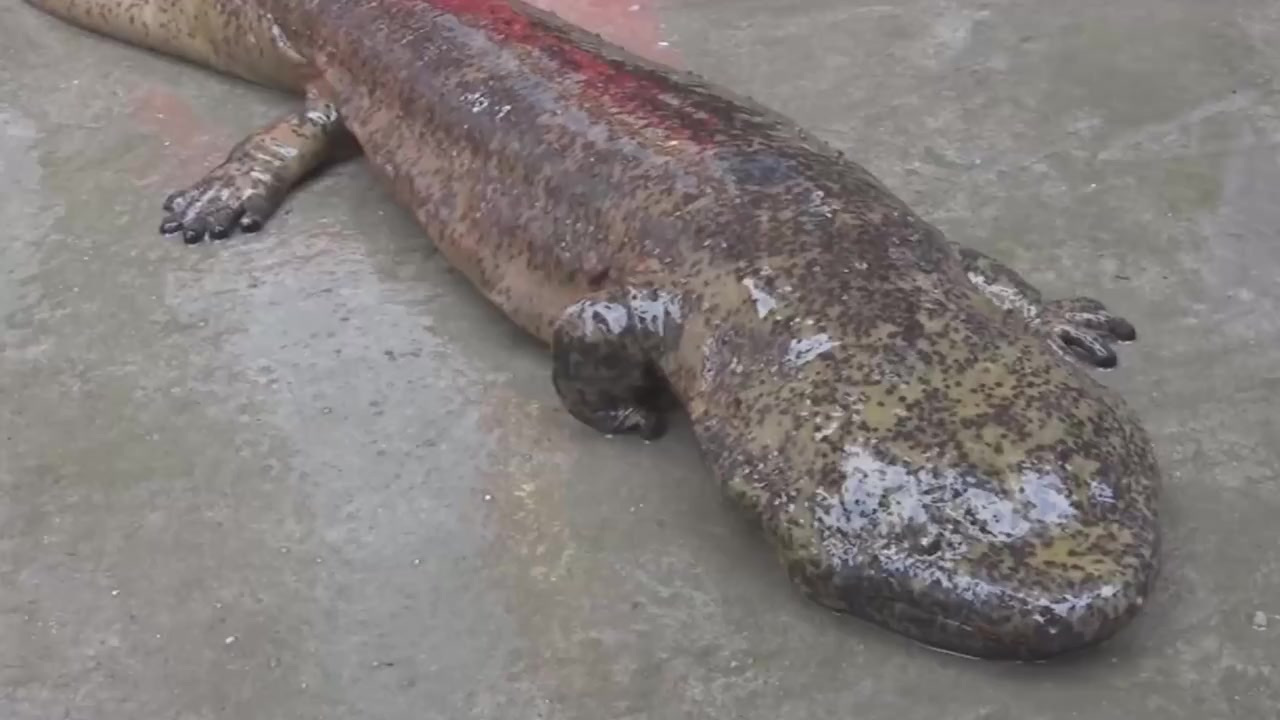 【江西一村民河里捡田螺捡到一只“四腿怪物”,吓得立刻报警,身份惊人】近日,江西。定南县龙塘