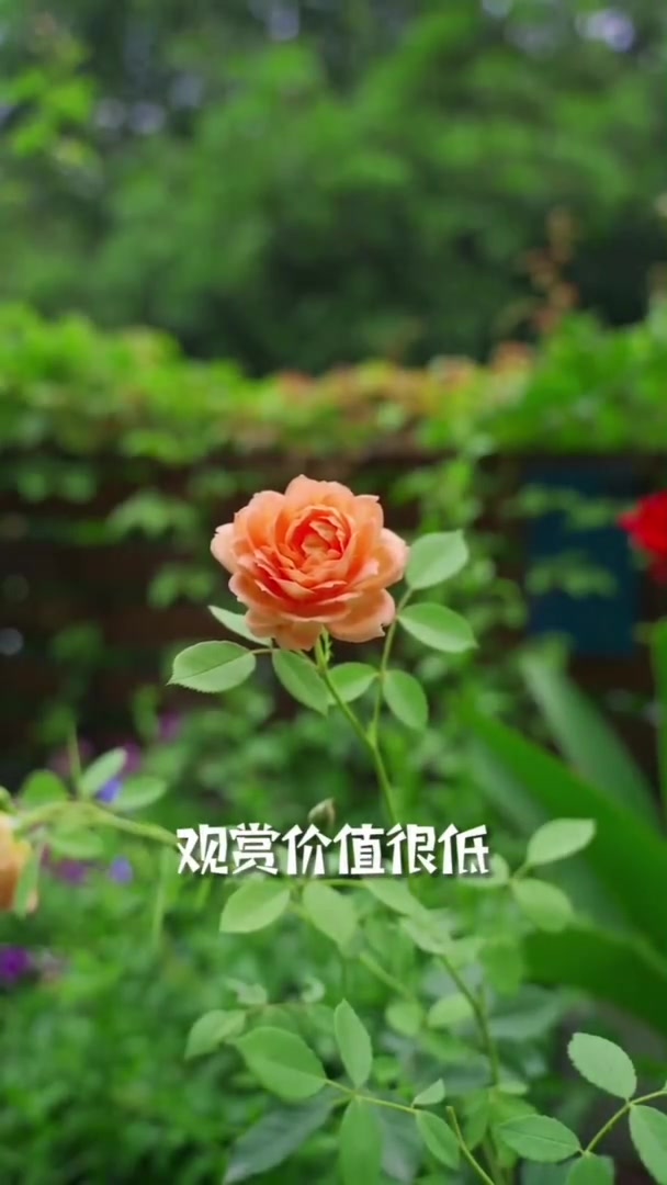 月季小苗快速养大全攻略