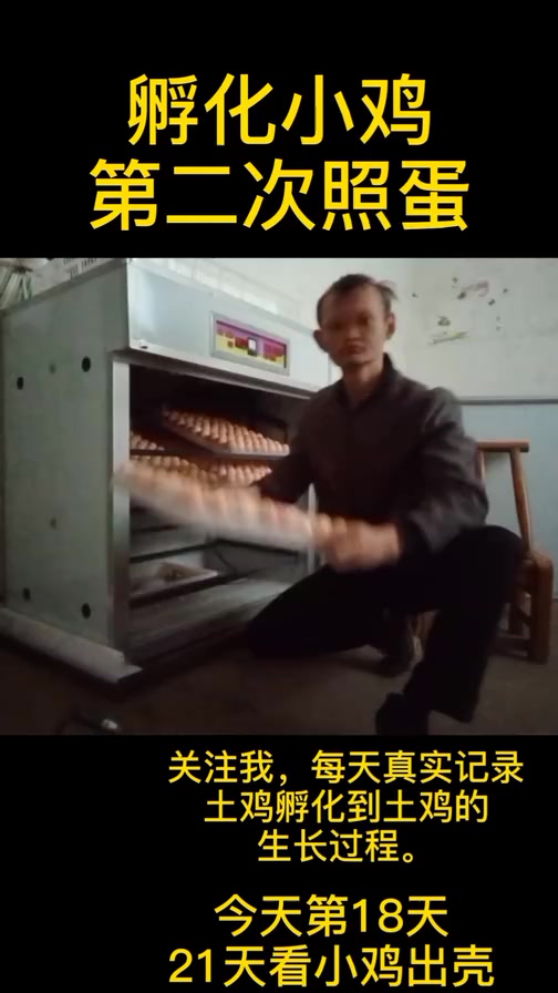 孵化小第十八天第二次照蛋,第二一天出壳,关注我看小鸡出壳!