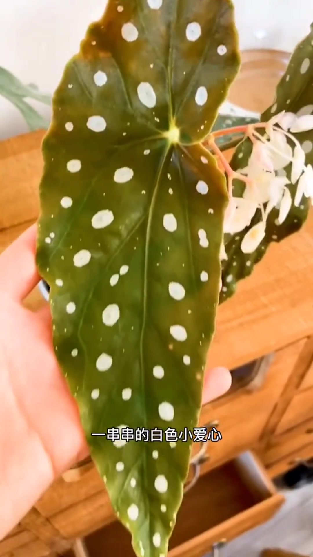 舒舒种草记|带你了解鳟鱼秋海棠