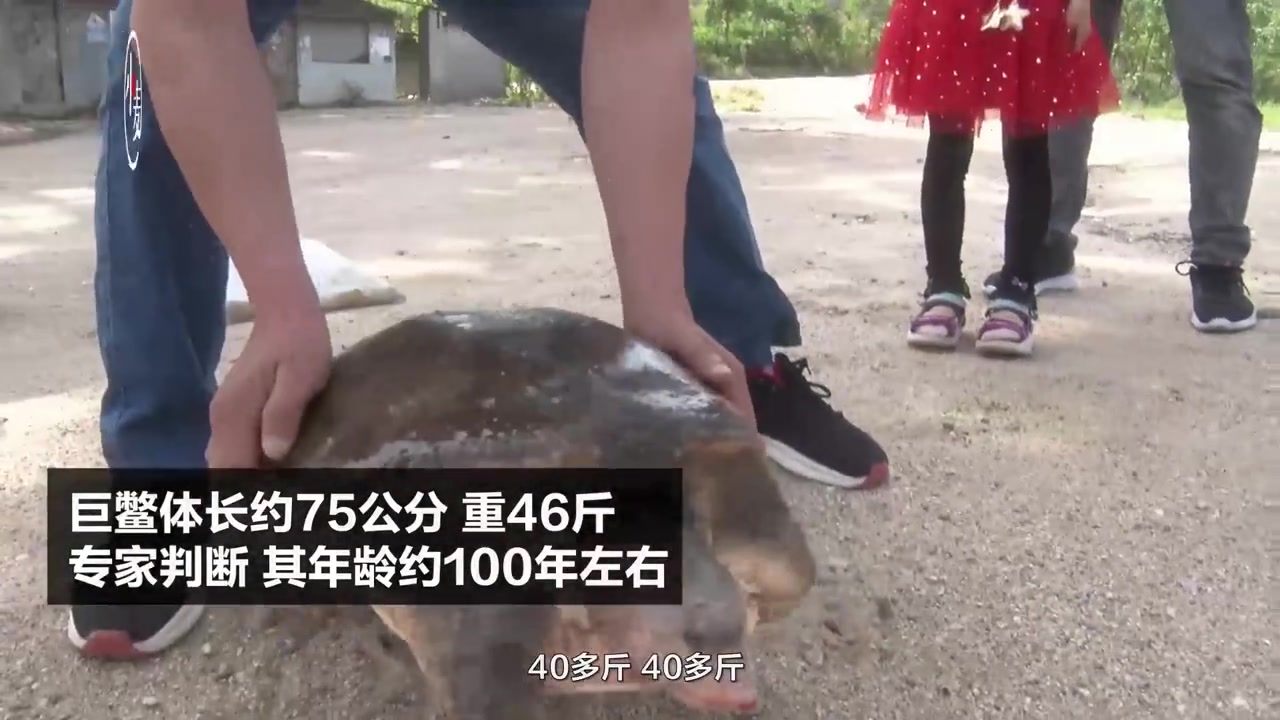 【46斤百年巨鳖上岸被捉 :有人出价2万元购买遭村民拒绝后放生[赞]】近日,河南南阳镇平县