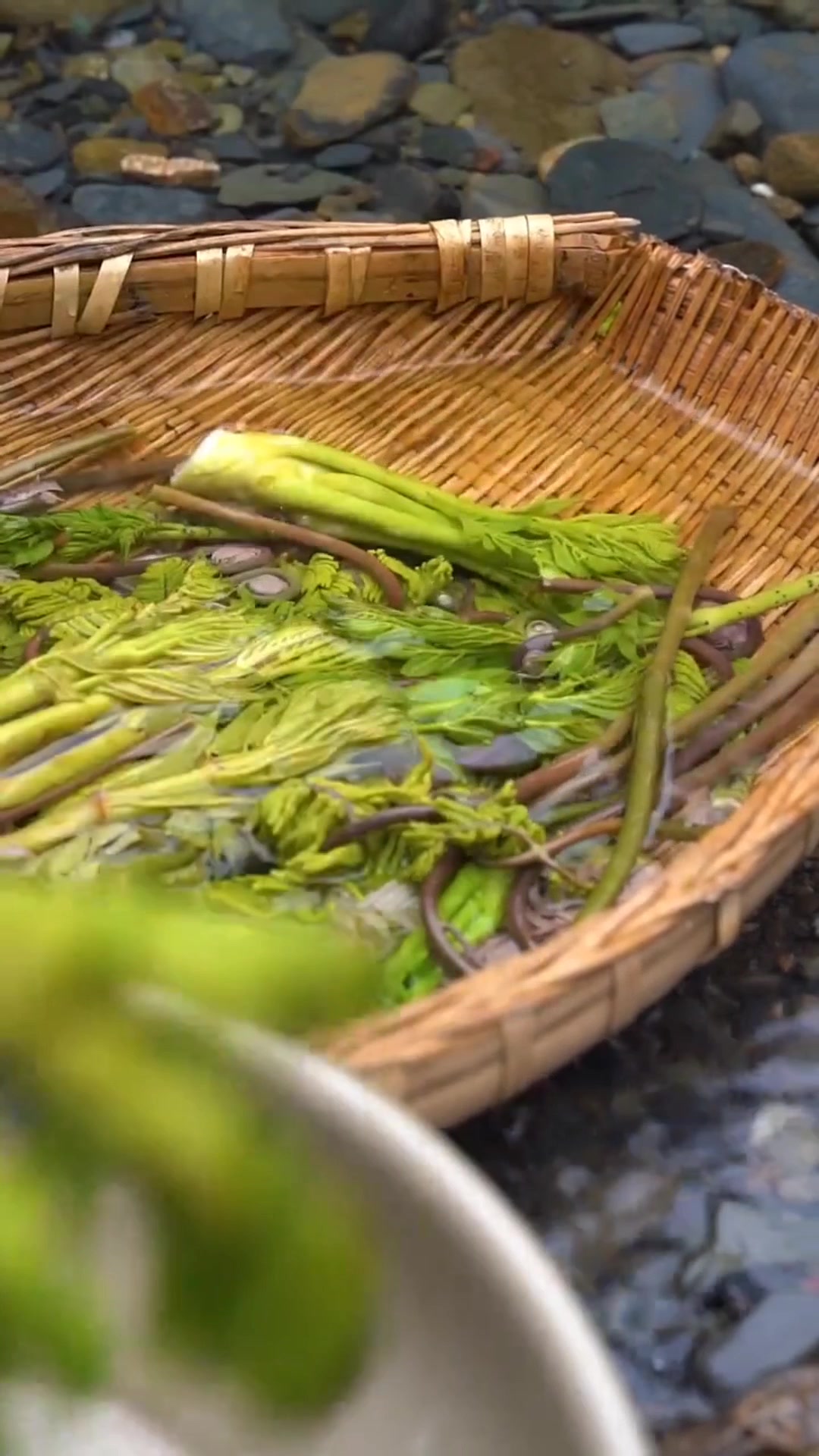 刺龙苞,木龙头山间野菜,鲜嫩凉拌