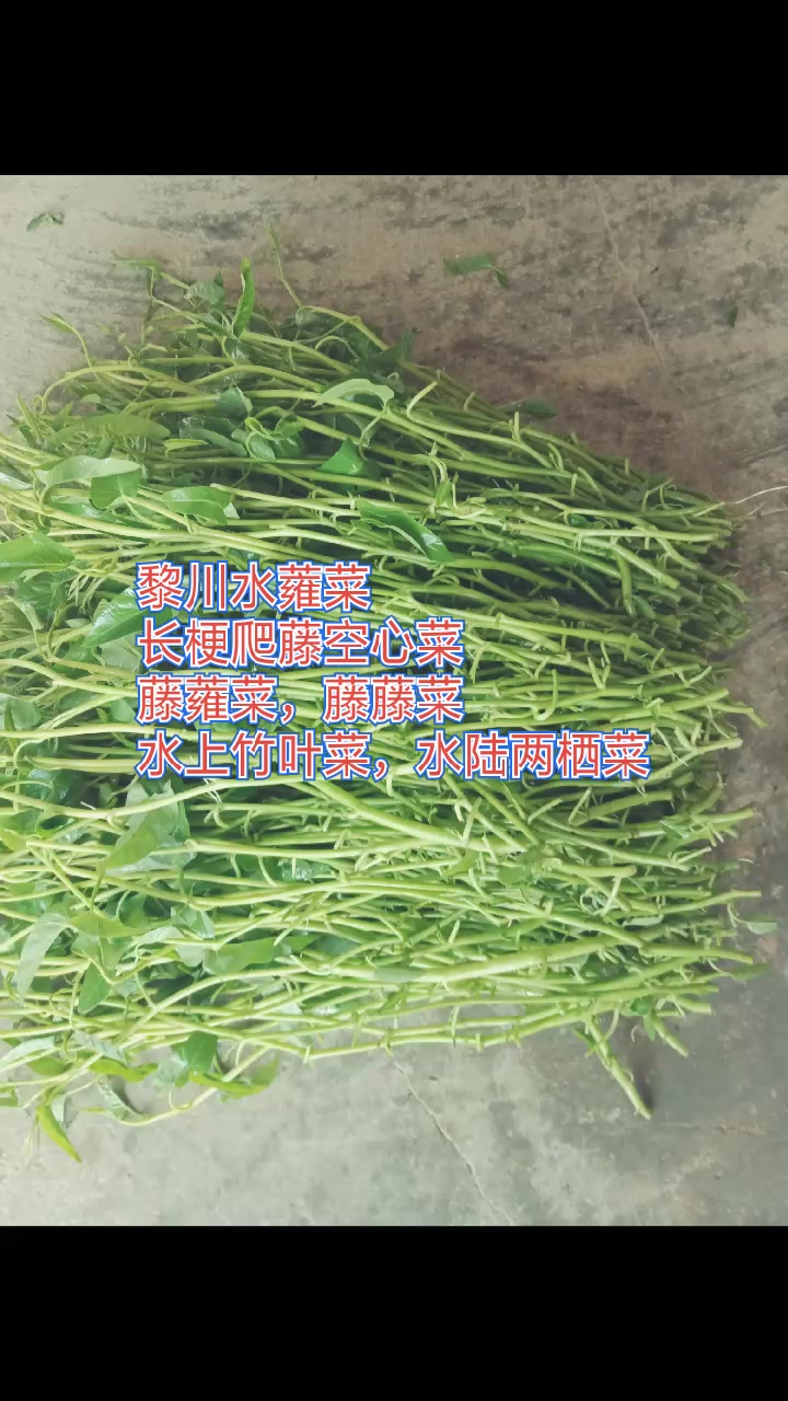 无根也能生长,越割它长势越好,常年热销 #黎川水蕹菜#长梗爬藤