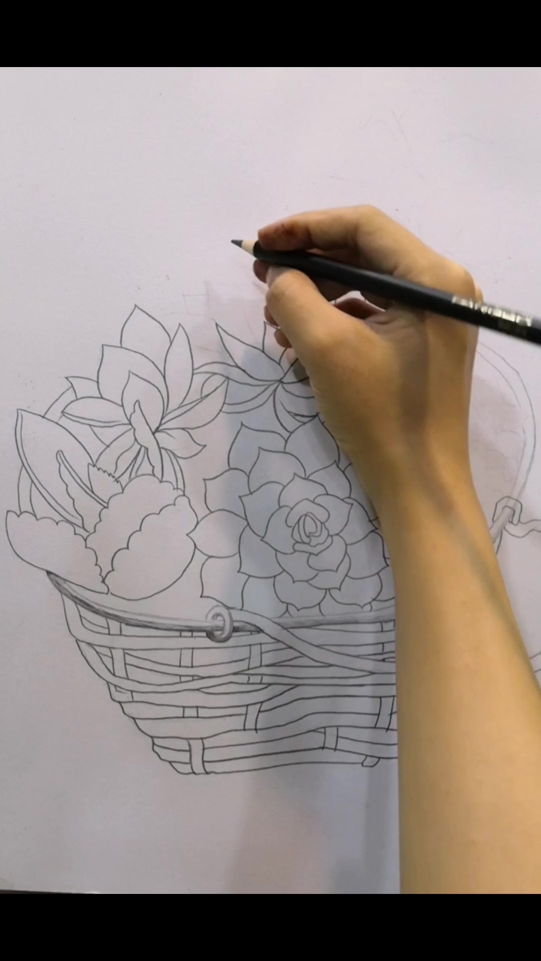 手绘线描—篮子里的多肉