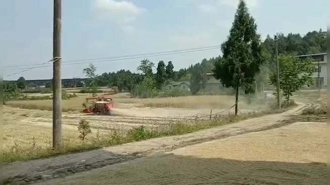 收油菜籽啦!看大型联合收割机如何收油菜籽!