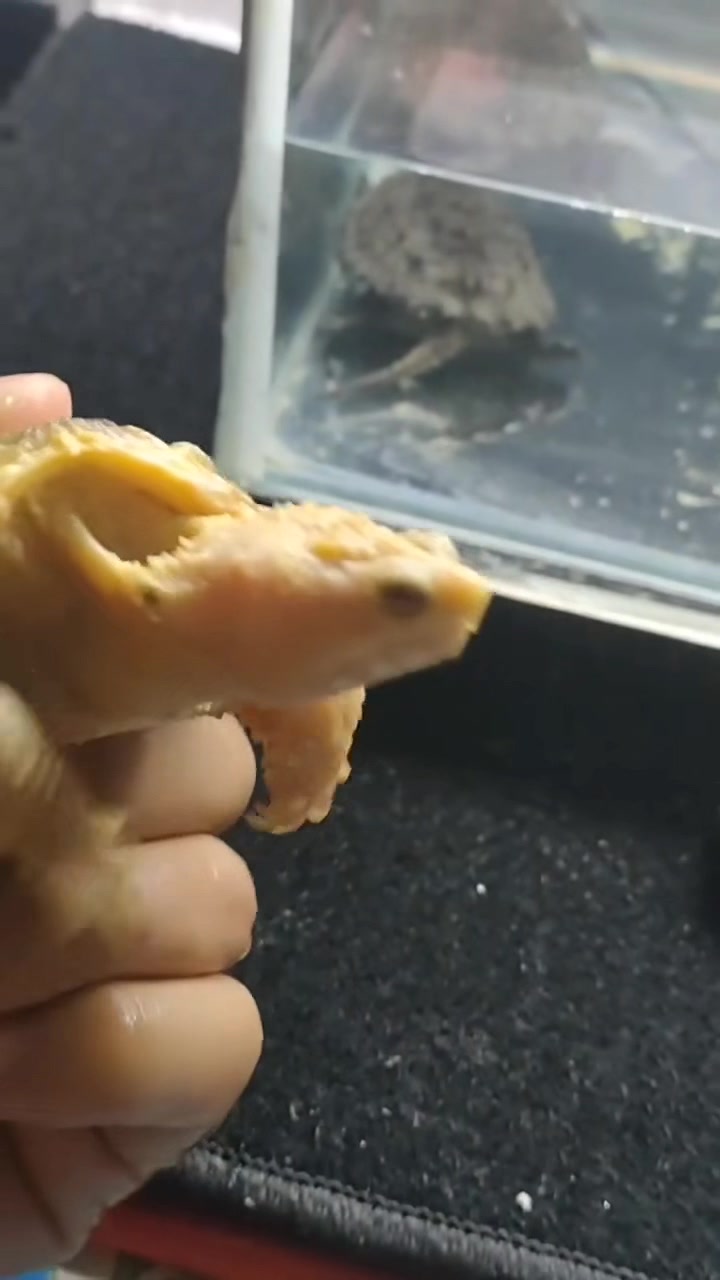 《金佛白化黄金佛鳄龟》