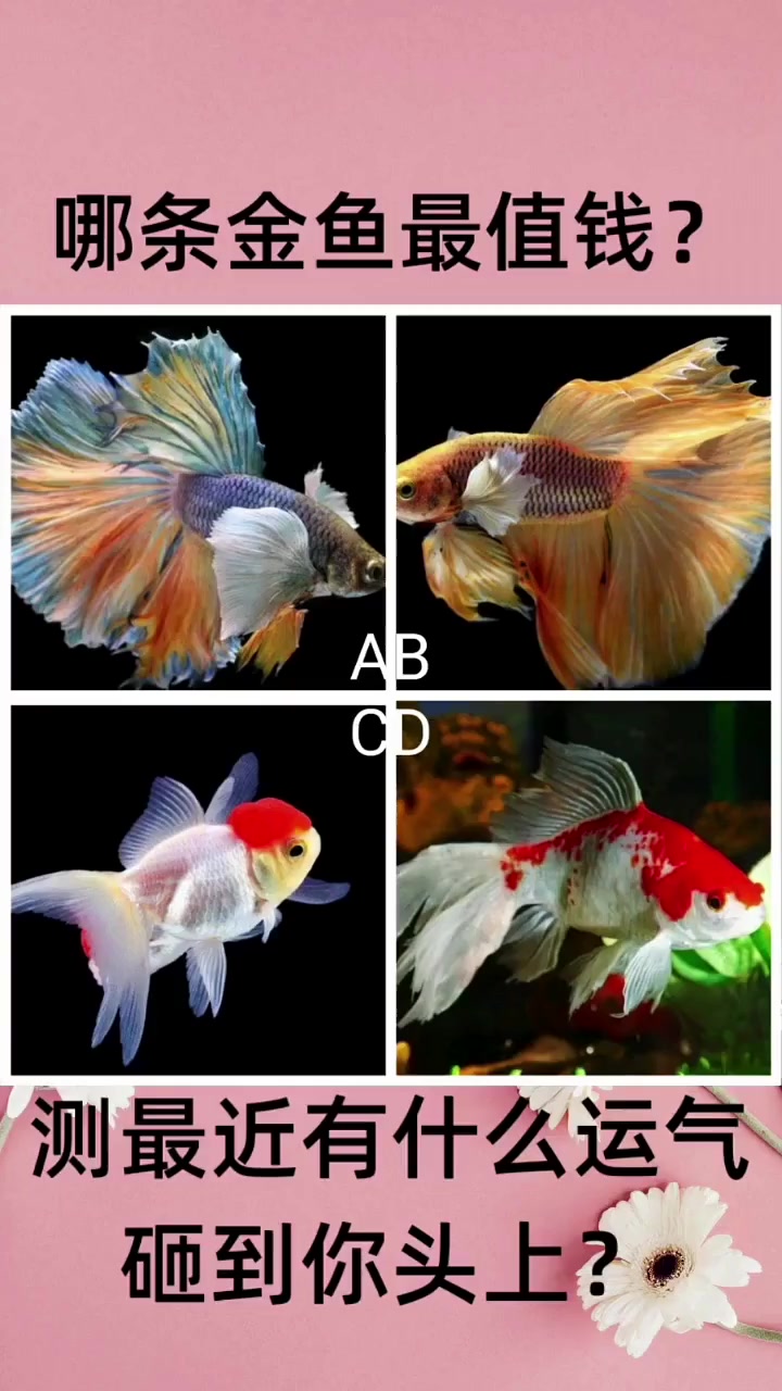 哪条金鱼最值钱?测测最近有什么运气,会砸到你的头上