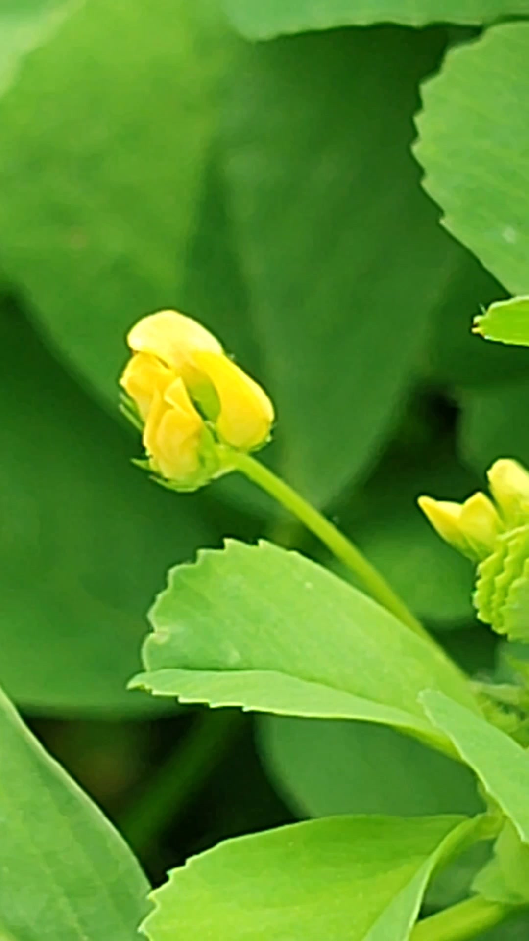 苜蓿草俗称金花菜,开着个性十足的小黄花,结出的荚果更有个性