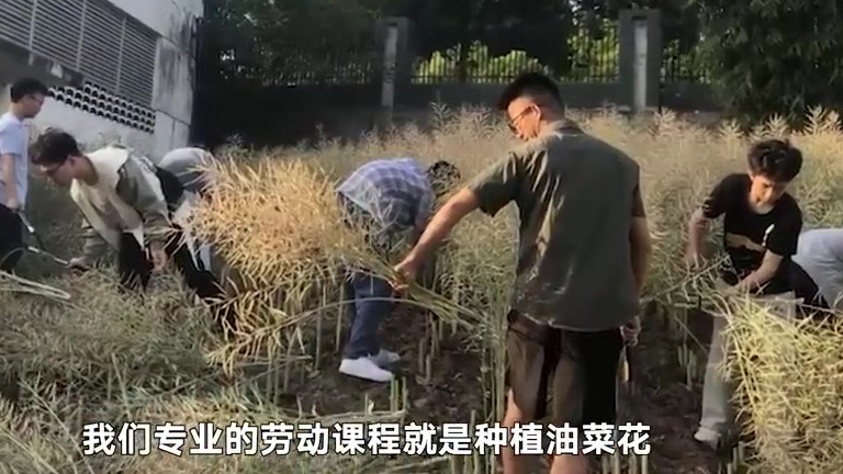 【大学生实践课割油菜打菜籽:体验一下劳动的乐趣】5月7日,四川广元。一高校的实践课上,大学