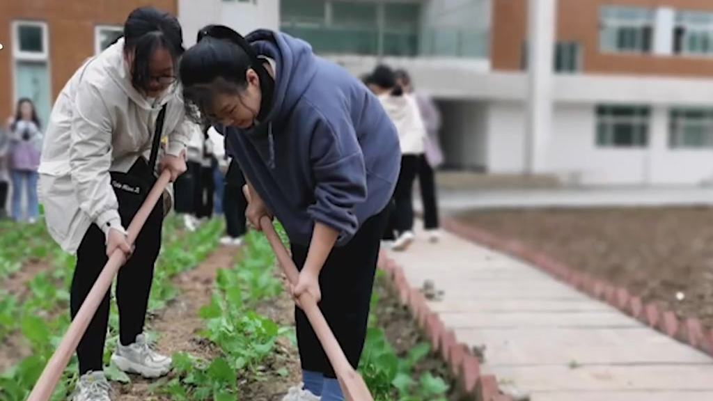 【校园内师生收割10亩麦子做面食 】5月8日,四川广元川北幼师学校的师生们,挥舞镰刀在校园