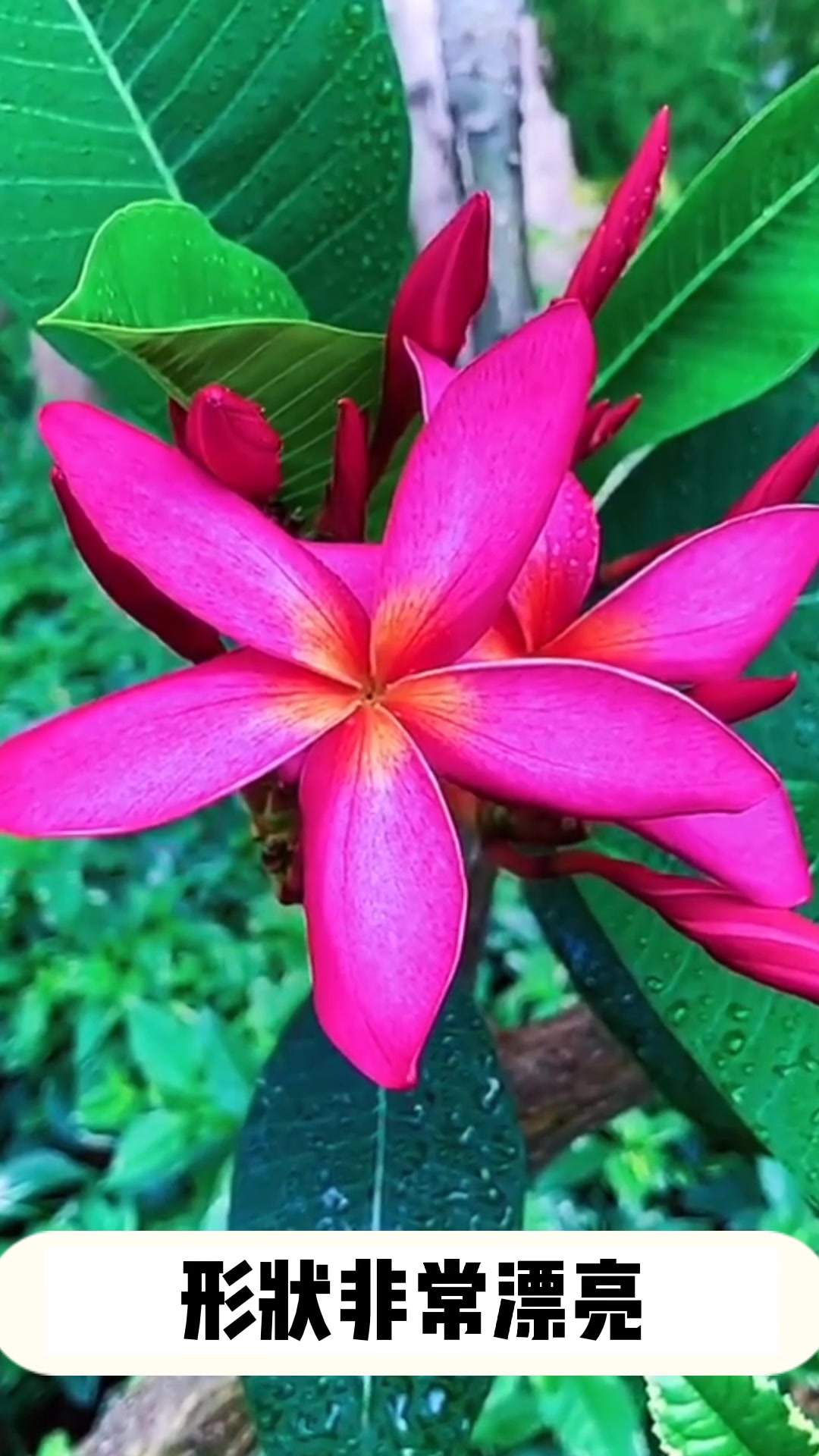 鸡蛋花的视频介绍