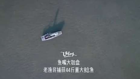 【肇源渔民捕获44斤重大鲶鱼】近日,肇源县茂兴镇当权村三岔河附近的松花江段,一条重达44斤