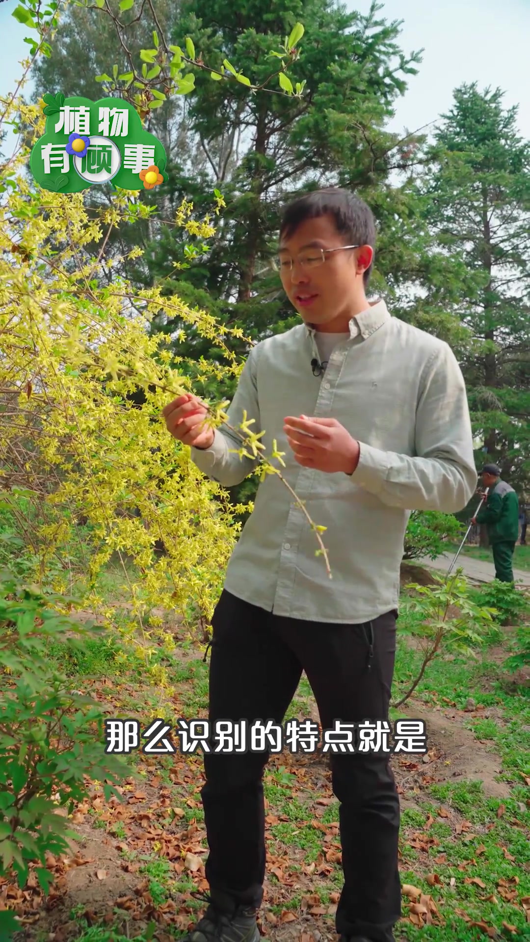 “黄金条”连翘