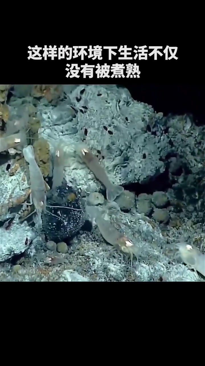 能在开水里游泳的虾,你见过吗,今天算是涨知识了