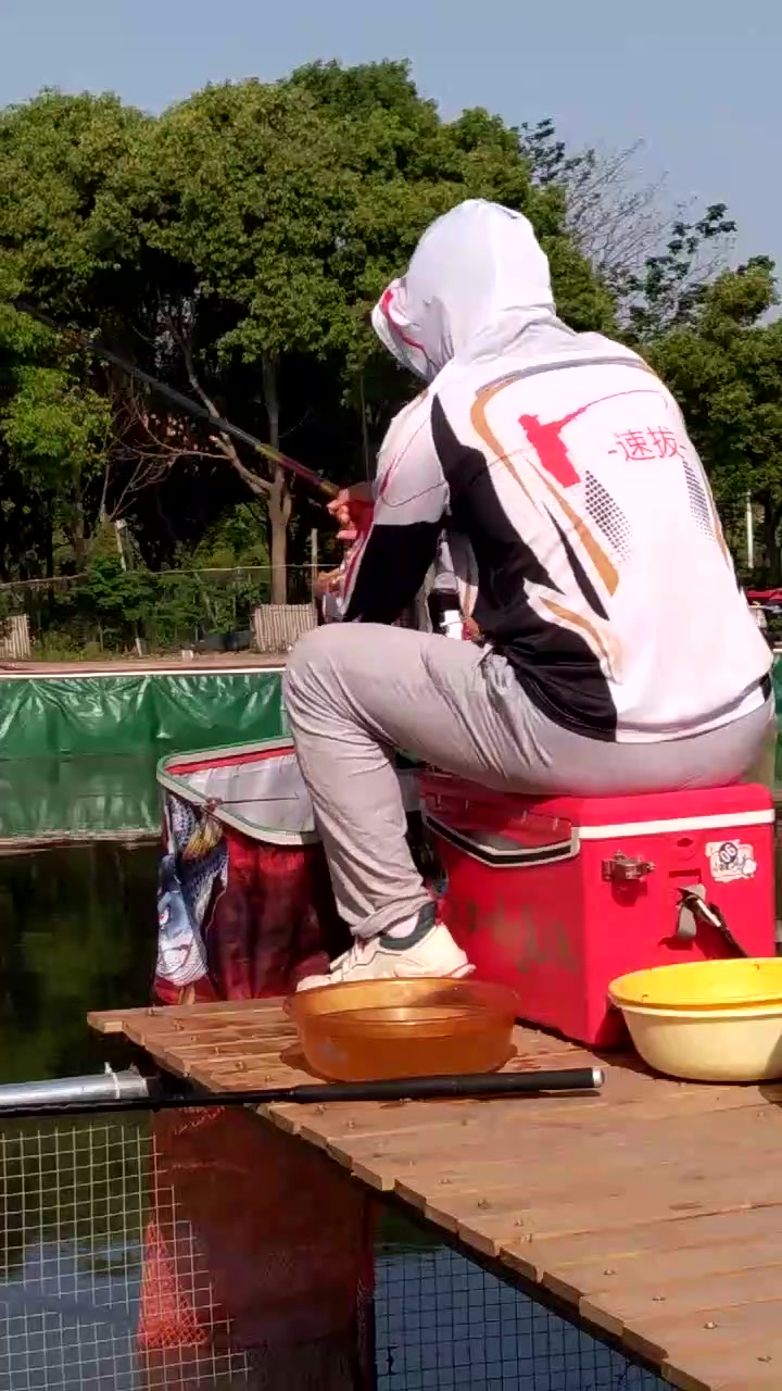 速拔哥黑坑钓镜面鲤鱼打行程底接深浮技巧