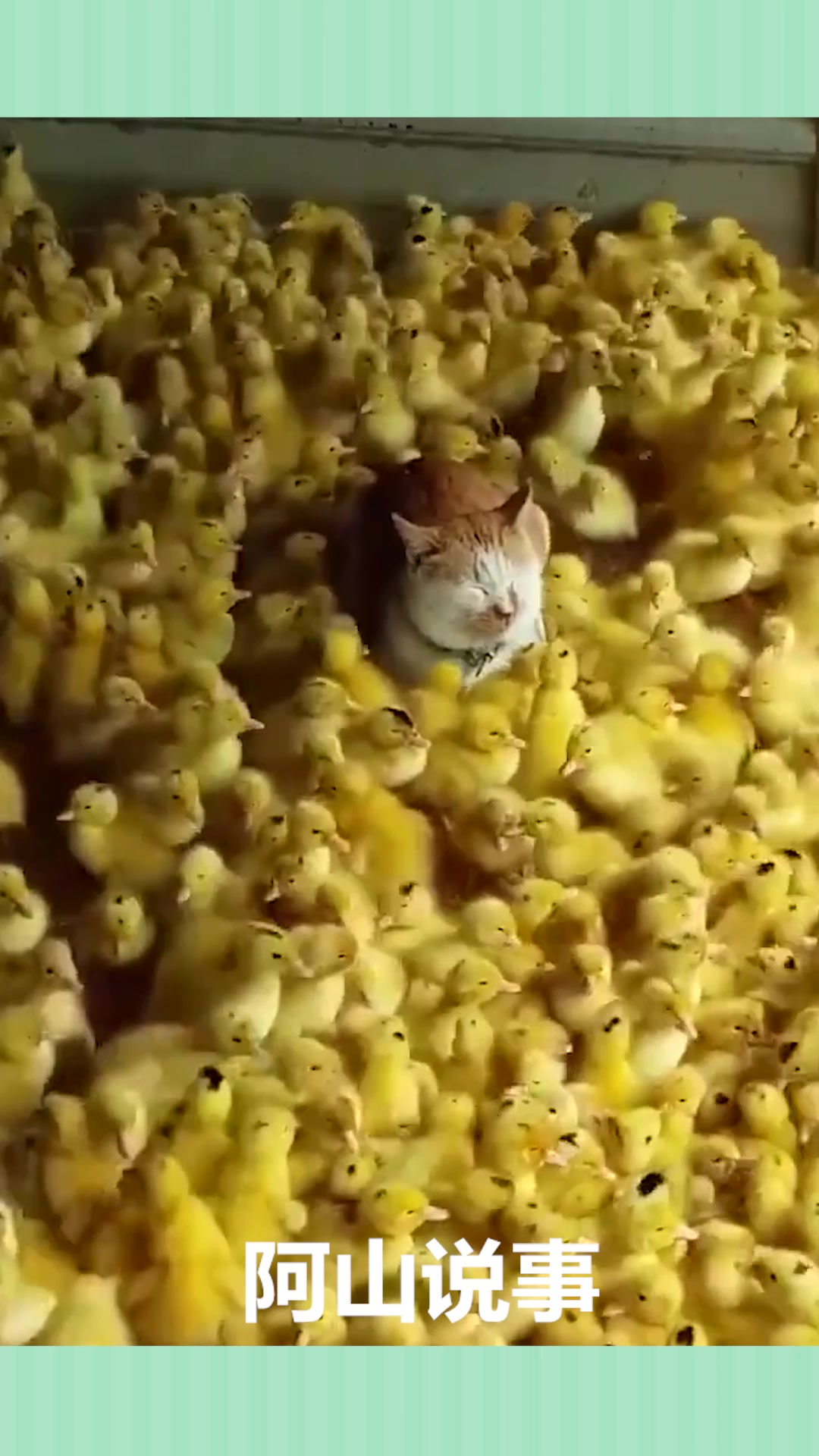 这只猫太舒服了,1万只小黄鸭给他按摩,当了配角和背景板!