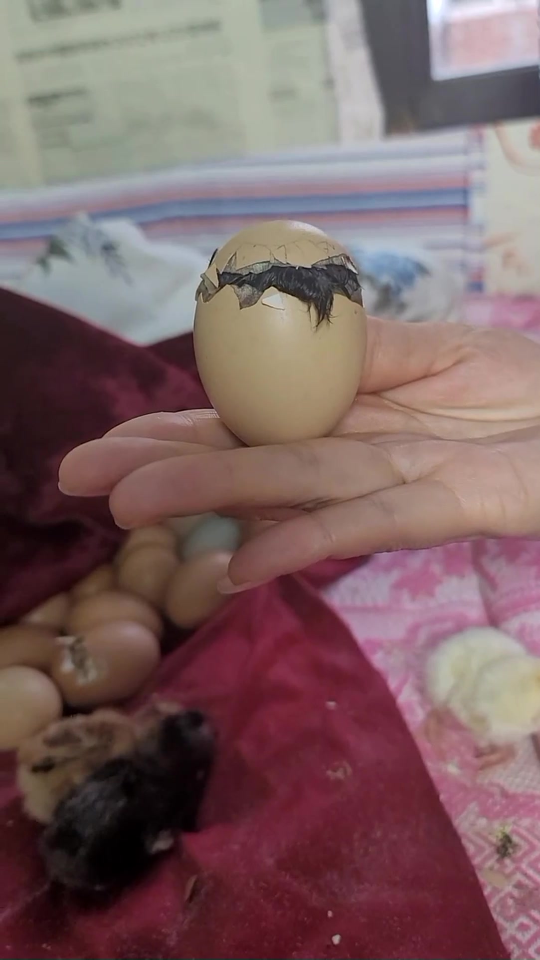 实拍小鸡破壳的全过程,眼前一幕,给我急得直跺脚