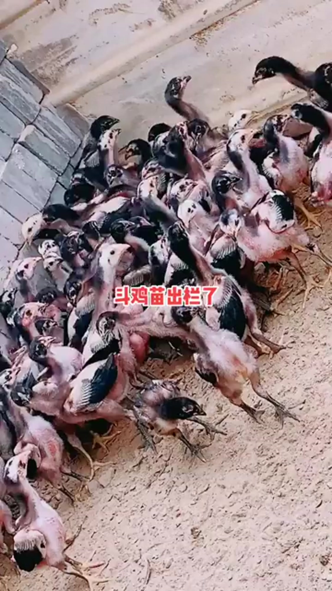 表哥用全部家当,买了这窝斗鸡苗,还它们指望赚钱找个媳妇呢