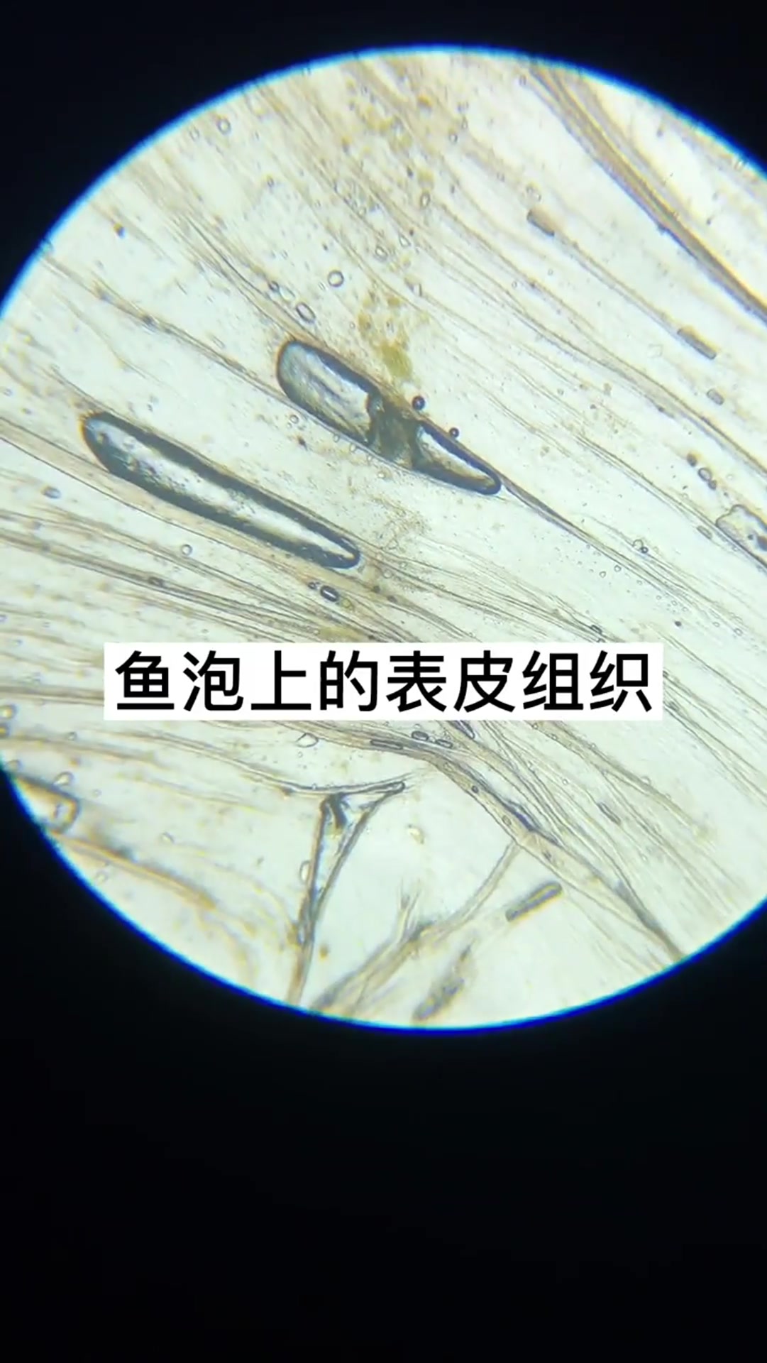 爱吃鱼泡的有多少人?没想到,显微镜下的它会是这样的!