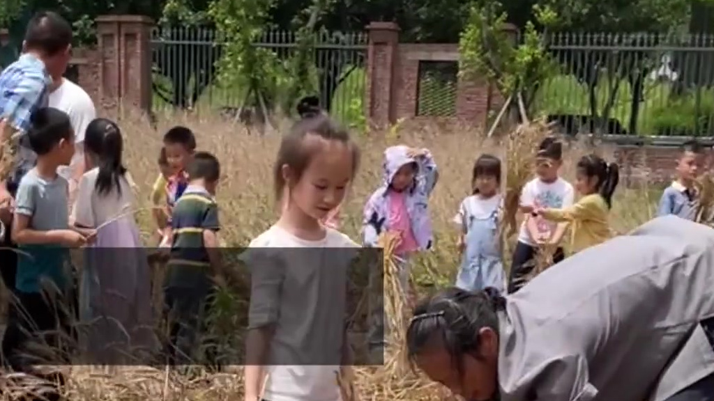 【让孩子体验劳作之乐!#重庆一小学组织学生校内收麦子#[鼓掌]】14日,重庆两江新区青禾童